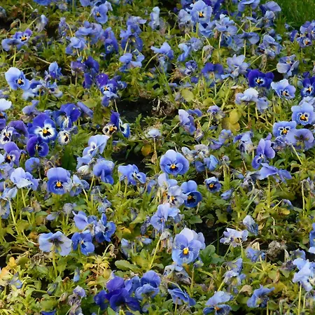 Viola Zlatiborski Konaci Appartamento