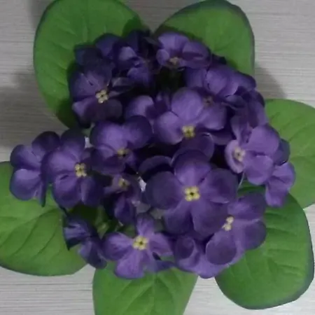 Viola Zlatiborski Konaci Appartamento *